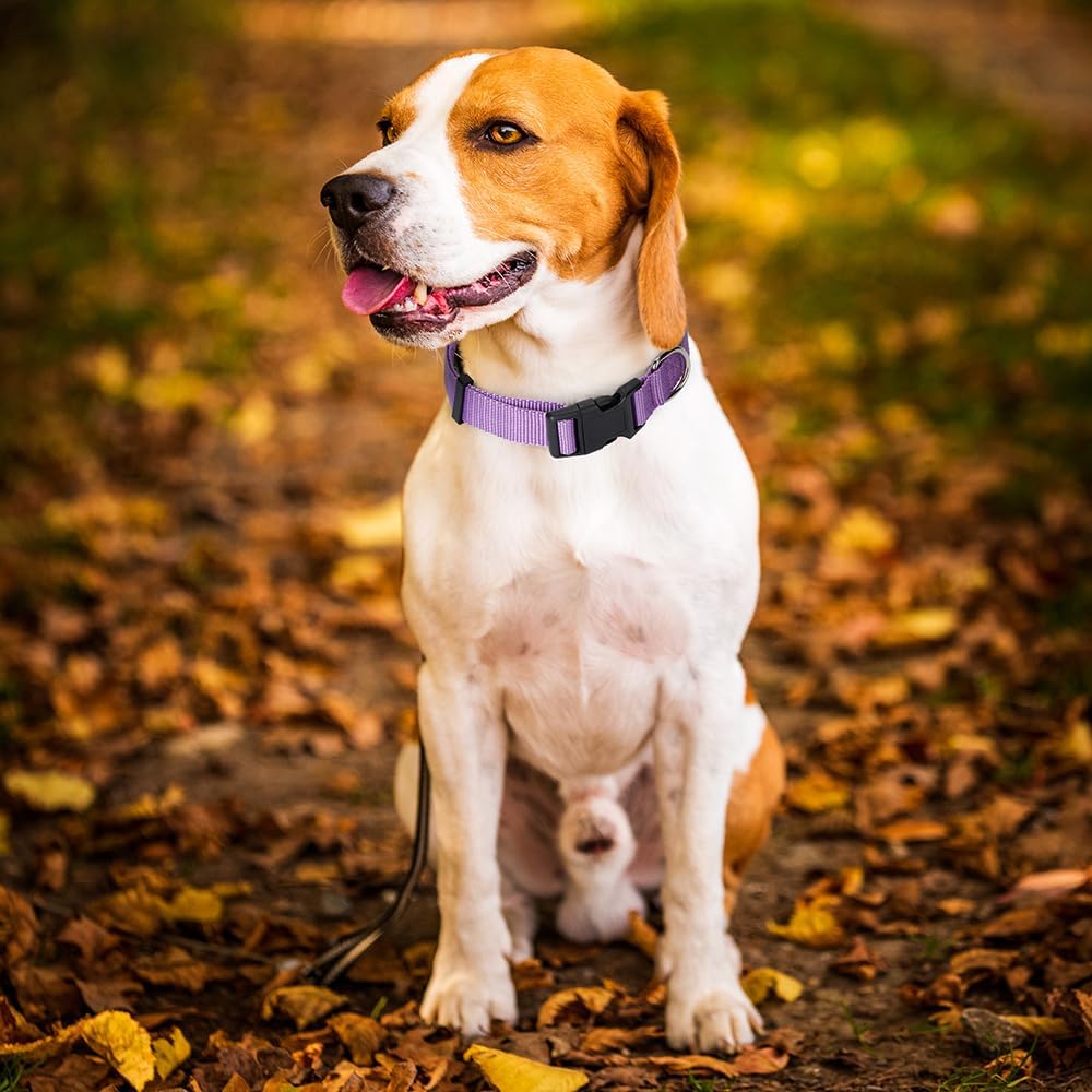Alainzeo Paquete de 2 collares de nailon para perros, collares clásicos ajustables para perros pequeños, medianos y grandes, M (rojo, morado)