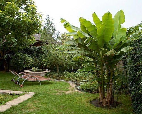 9GreenBox Planta de plátano Basjoo resistente al invierno – Musa – Maceta de 4 pulgadas
