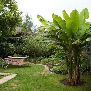 9GreenBox Planta de plátano Basjoo resistente al invierno – Musa – Maceta de 4 pulgadas 9GreenBox Planta de plátano Basjoo resistente al invierno – Musa – Maceta de 4 pulgadas