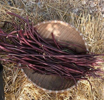 Frijoles largos Red Noodle Yard 20+ semillas