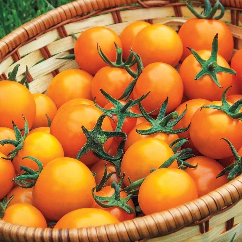 Semillas de tomate cereza Sun Gold más de 25 semillas