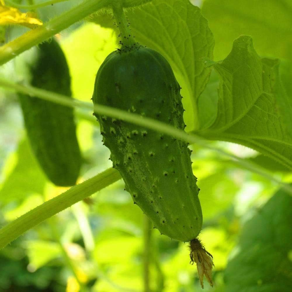 Wisconsin SMR 58 semillas de pepino para plantar, más de 50 semillas tradicionales por paquete, semillas de jardín (Isls’s Garden Seeds), semillas