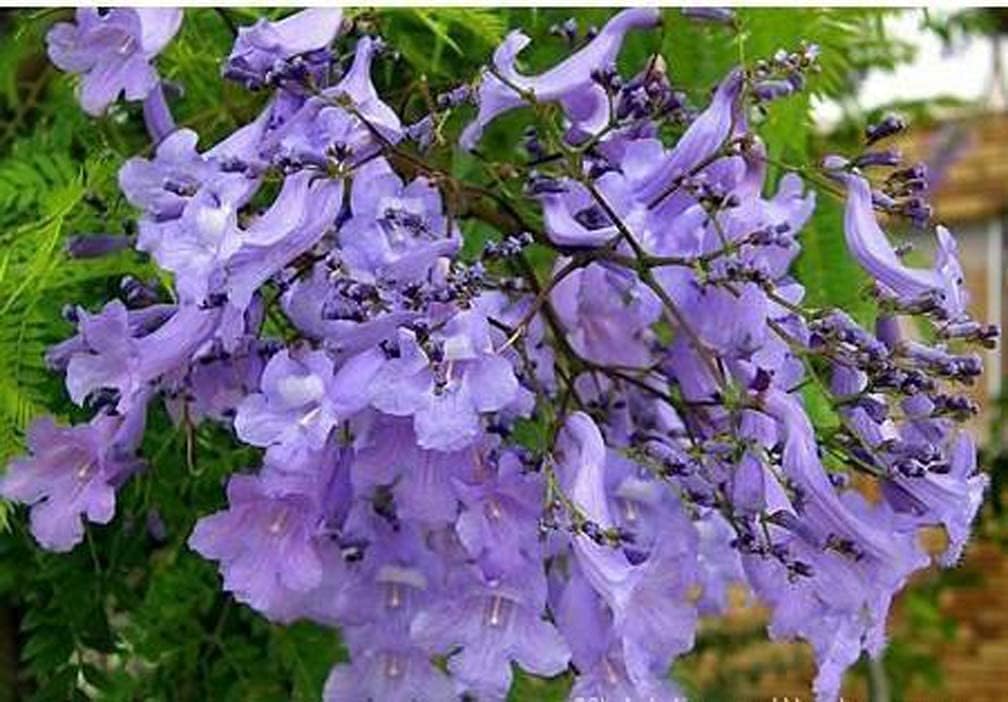 SAVOIR Semillas de árbol de Jacaranda 100PCS Semillas Jacaranda Mimosifolia Azul Púrpura Semillas de árbol de flores