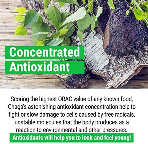 Sayan Polvo de chaga grueso siberiano crudo de 4 onzas (3.99 oz) de té de hongos cosechados salvajes, potente suplemento antioxidante adaptógeno
