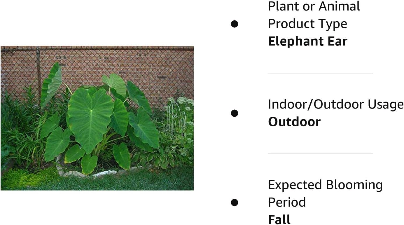 Bombillas vivas Colocasia oreja de elefante enorme hoja Esculenta oreja de elefante Taro Gabi Kalo Eddo Bulbos listos para cultivar planta de jardín