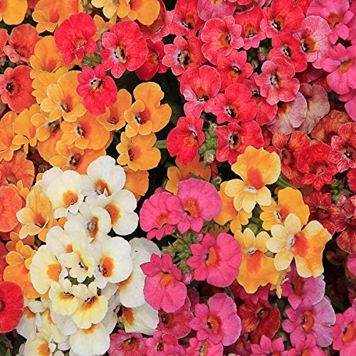 Nemesia Carnival Mix Flores anuales ornamentales de interior para plantar