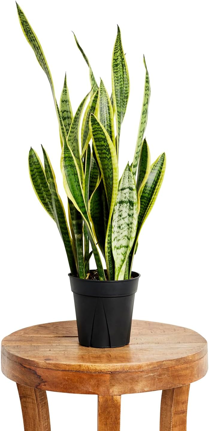 Planta de serpiente, fácil de cultivar, de bajo mantenimiento, planta de interior viva, maceta de vivero de 7 pulgadas