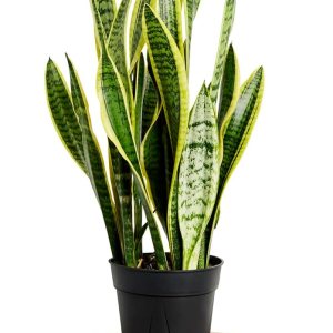 Planta de serpiente, fácil de cultivar, de bajo mantenimiento, planta de interior viva, maceta de vivero de 7 pulgadas Planta de serpiente, fácil de cultivar, de bajo mantenimiento, planta de interior viva, maceta de vivero de 7 pulgadas