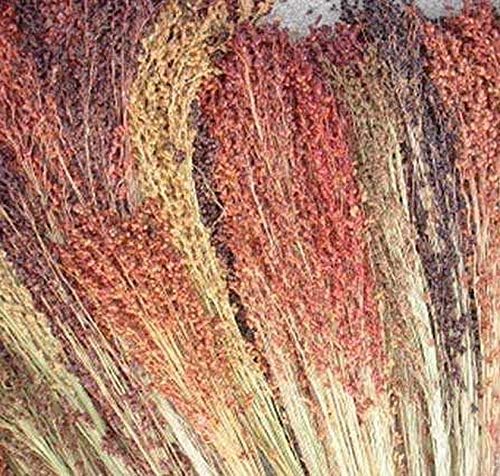 Semillas de maíz de escoba multicolor altos rendimientos de hermosa paja muy hermosa (25 – semillas)