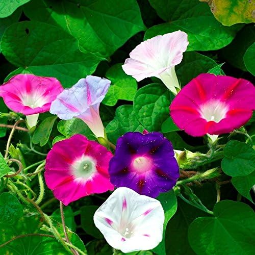 Seeds4planting – Semillas Morning Glory Purple Mix Ipomoea Flores anuales