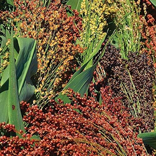 Semillas de maíz de escoba multicolor altos rendimientos de hermosa paja muy hermosa (25 – semillas)