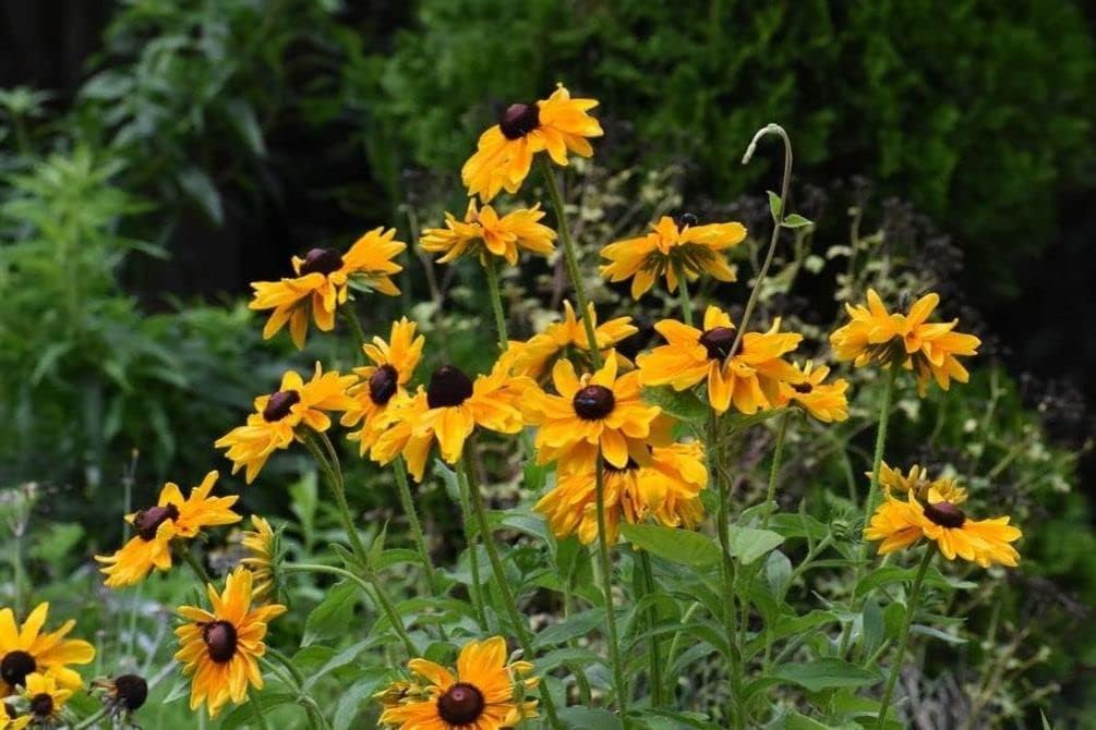 0.18 oz Mixto de Ojos Negros Susan (Thunbergia Alata) Semillas Flores Decoración Jardín