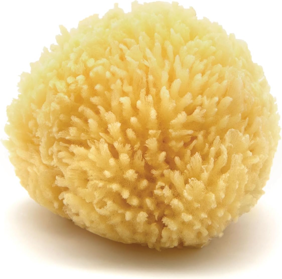 Neptune Esponja natural del mar del Caribe – Esponja de mar renovable natural (4 pulgadas)