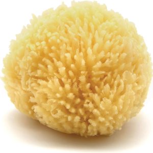 Neptune Esponja natural del mar del Caribe – Esponja de mar renovable natural (4 pulgadas) Neptune Esponja natural del mar del Caribe – Esponja de mar renovable natural (4 pulgadas)