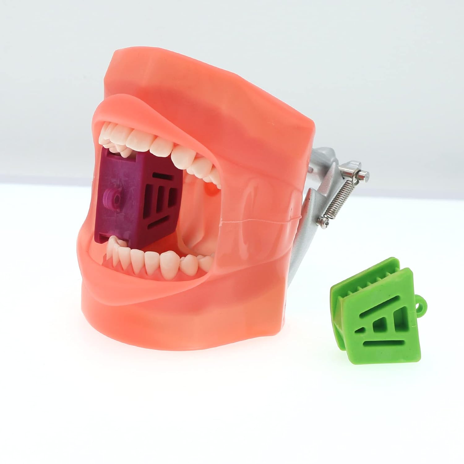 Modelo de práctica de enseñanza dental Modelo de demostración de estudio de enseñanza Dientes extraíbles 28 dientes Dientes dentales Typodont Modelo