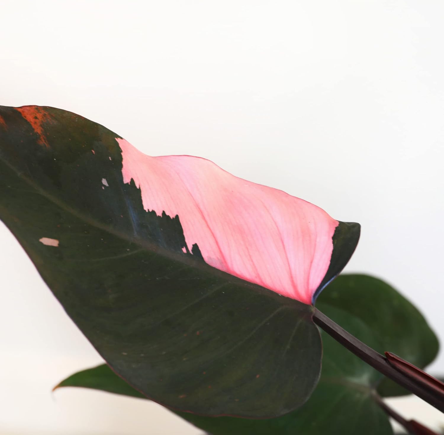 Wild Interiors – Filodendro rosa princesa en cerámica rosa mate, planta rara, planta de interior viva, hojas abigarradas, totalmente enraizadas,