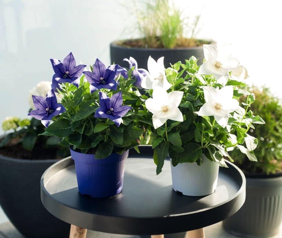 Mezcla de semillas de flores de globo blanco y azul campanilla japonesa 100 semillas para plantar