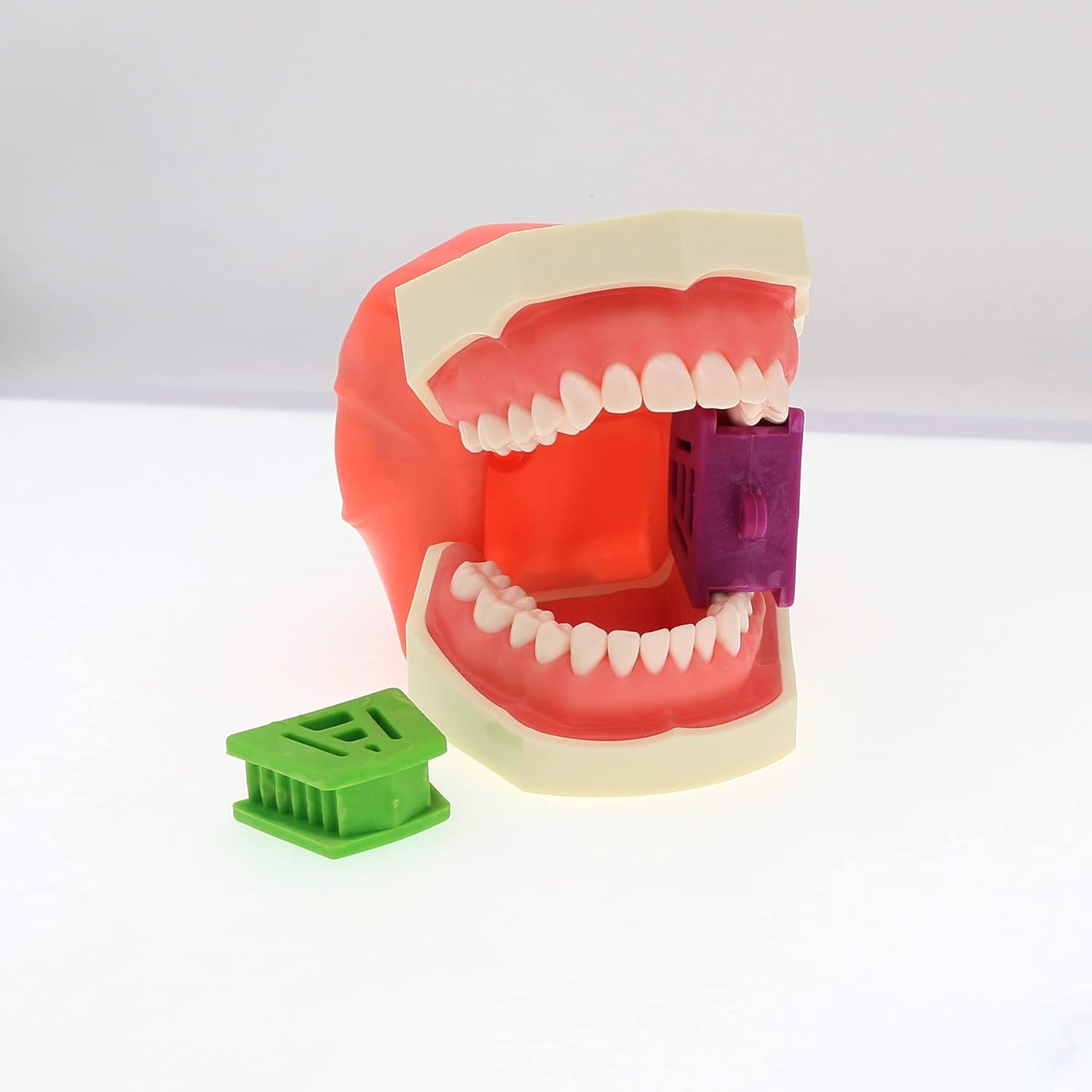 Modelo de práctica de enseñanza dental Modelo de demostración de estudio de enseñanza Dientes extraíbles 28 dientes Dientes dentales Typodont Modelo