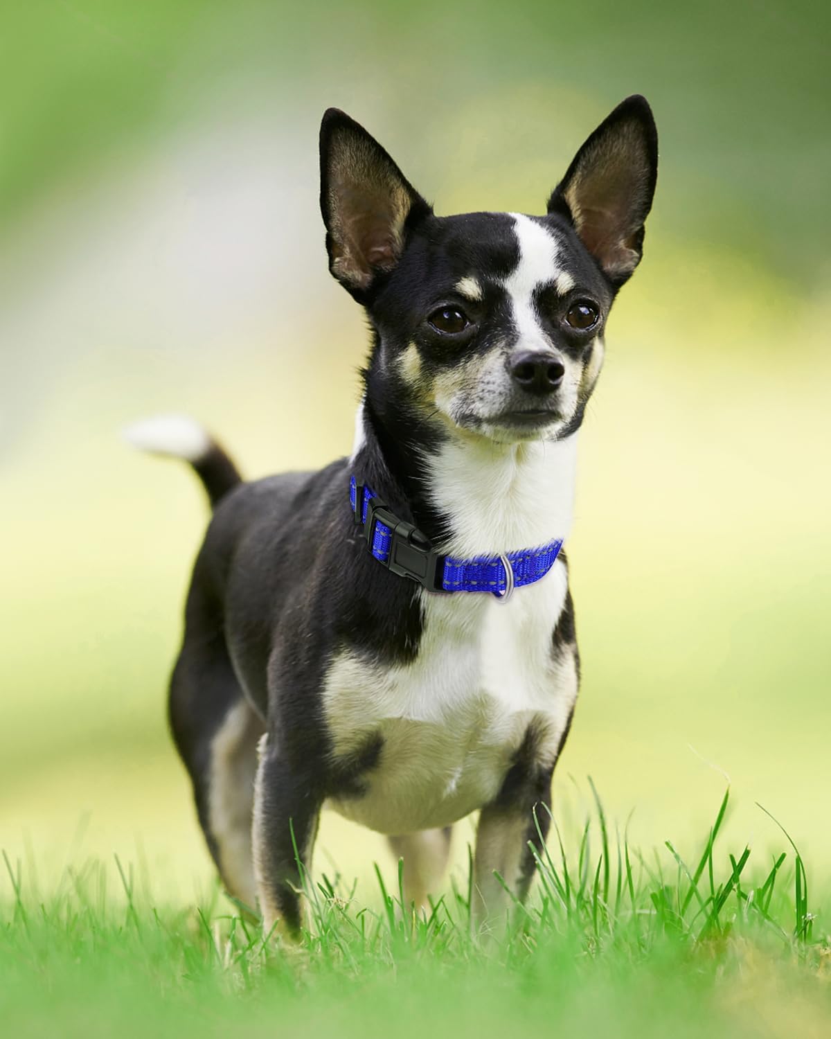 Joytale – Collar reflectante para perro, de neopreno suave y acolchado, de nailon transpirable, para mascotas, ajustable para cachorros y perros