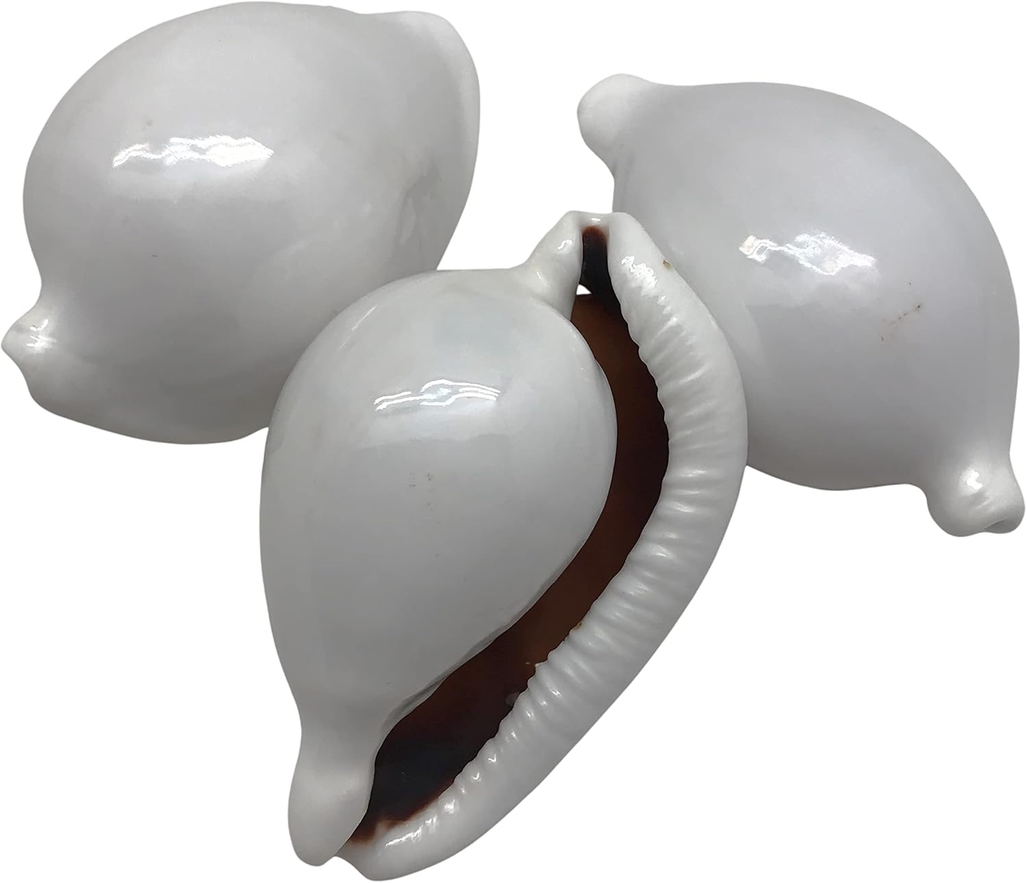 PEPPERLONELY 3 conchas de mar de huevo común Cowrie, conchas de cauri blancas brillantes, 3 pulgadas  3.5 pulgadas
