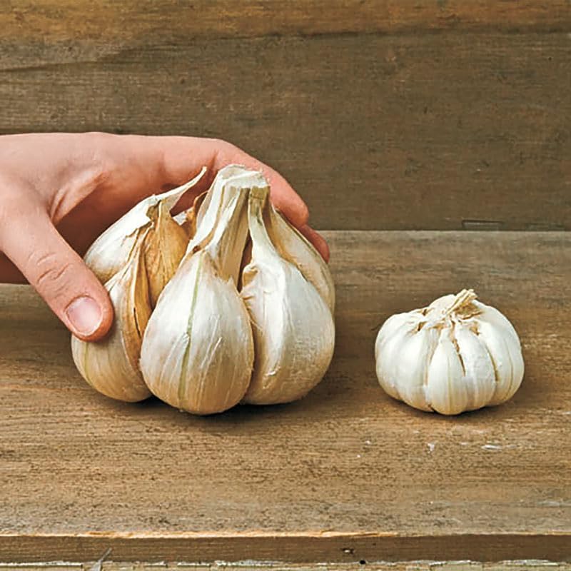 Bombilla de ajo gigante con orejas de elefante vivo de alta calidad  Cada bombilla contiene varios dientes para plantar o cocinar.