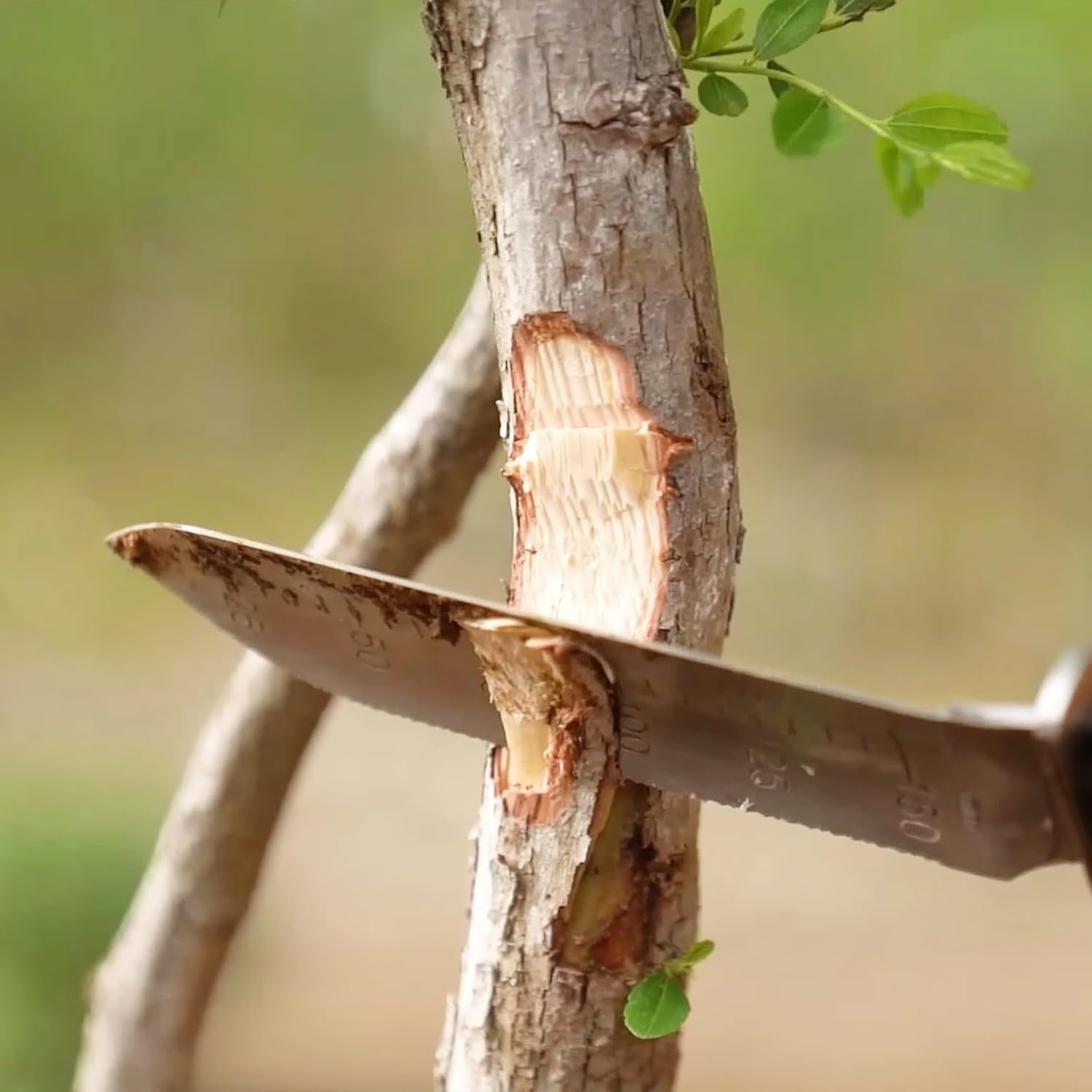GARTOL Hori Hori – Cuchillo de jardín con funda de cuero, hoja de acero inoxidable de 7 pulgadas, mango de madera de espiga completa, herramientas