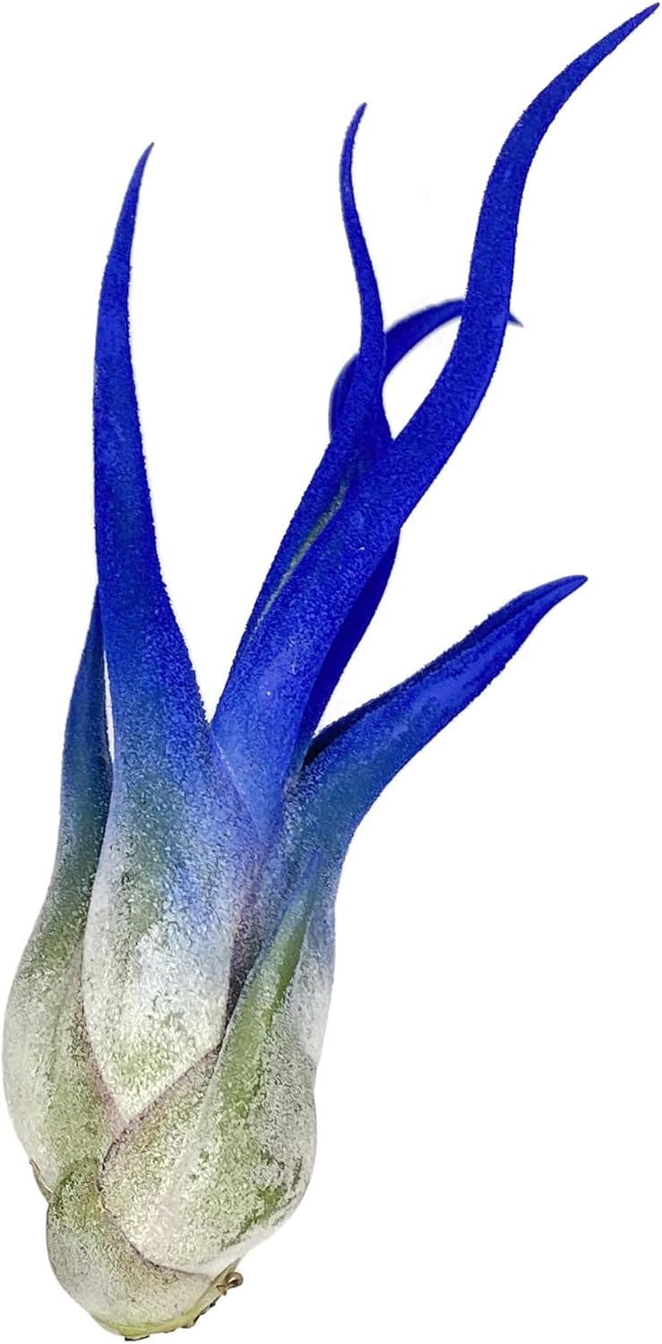 Caput Medusae de colores, planta de aire vivo, llegada saludable garantizada, gran planta de aire interior, decoración del hogar y regalo,