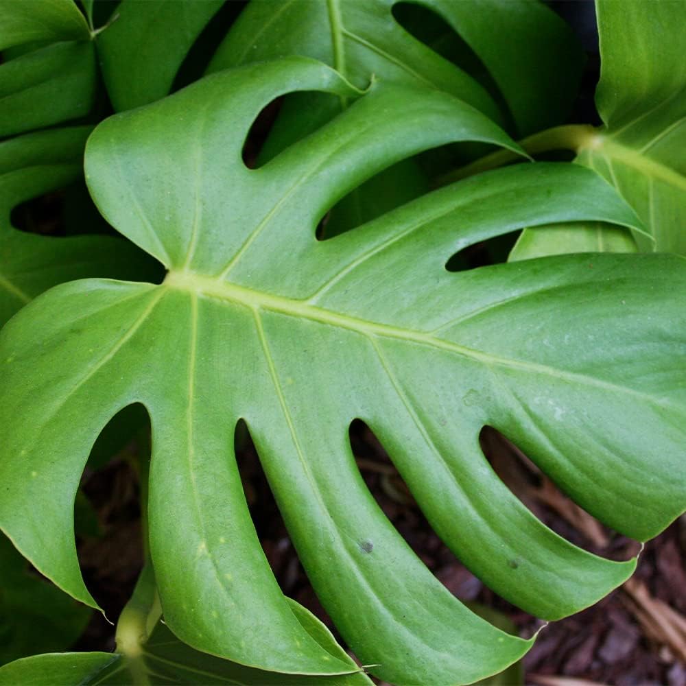 QAUZUY GARDEN 50 semillas Monstera, filodendro de hoja dividida, planta de queso suizo, hoja de ventana, semillas de ceriman, semillas de reliquia