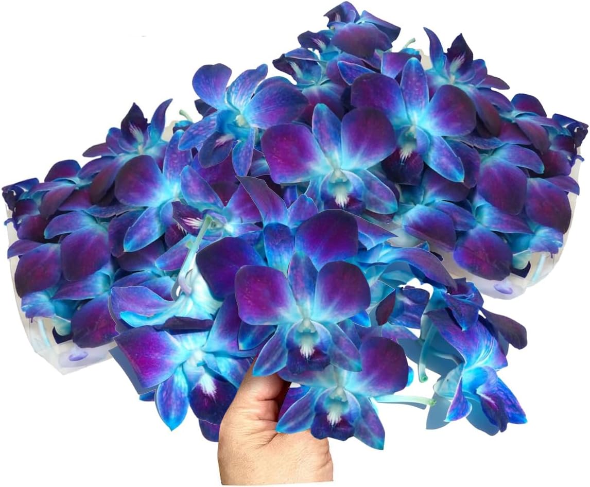 Miami Fresh Orchid Loose Bloom OrchidClub USA Sunne Tropical Flower Head DIY Lei Food Drink Decor (2 x 50 BLUE)