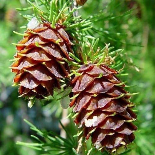 Nuevas semillas frescas de árbol de tamarack de alerce amarillo de 30 piezas Generic