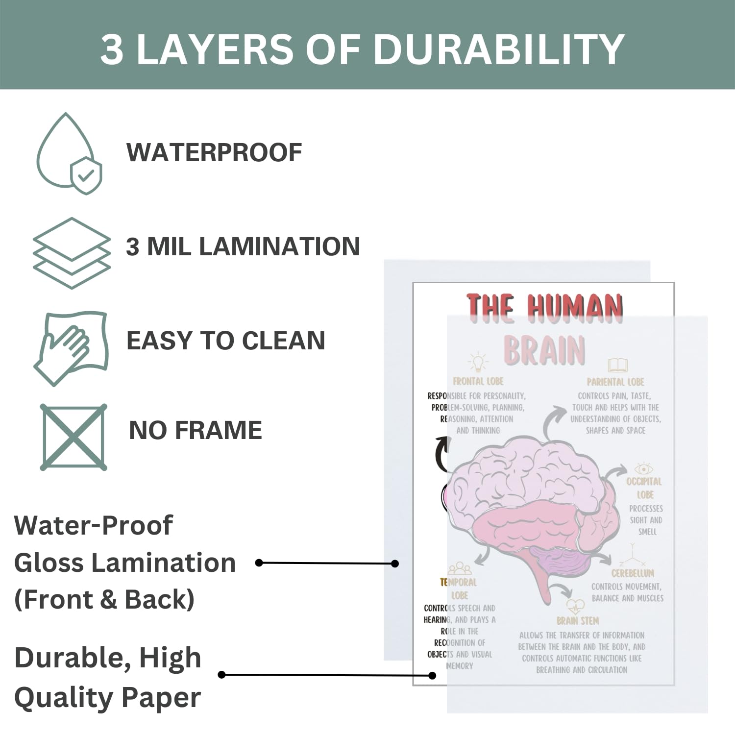 The Human Brain Poster, Mental Health Office Print, Therapy Decor Art, Therapist Psychologist Guidance Counselor Office Decor Wall Art – 11×17 in.