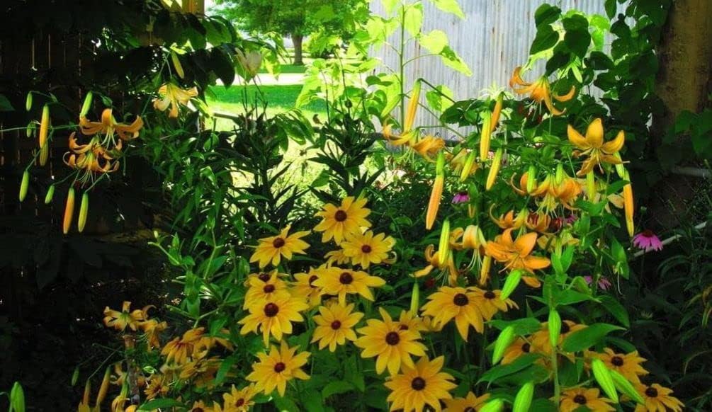0.18 oz Mixto de Ojos Negros Susan (Thunbergia Alata) Semillas Flores Decoración Jardín