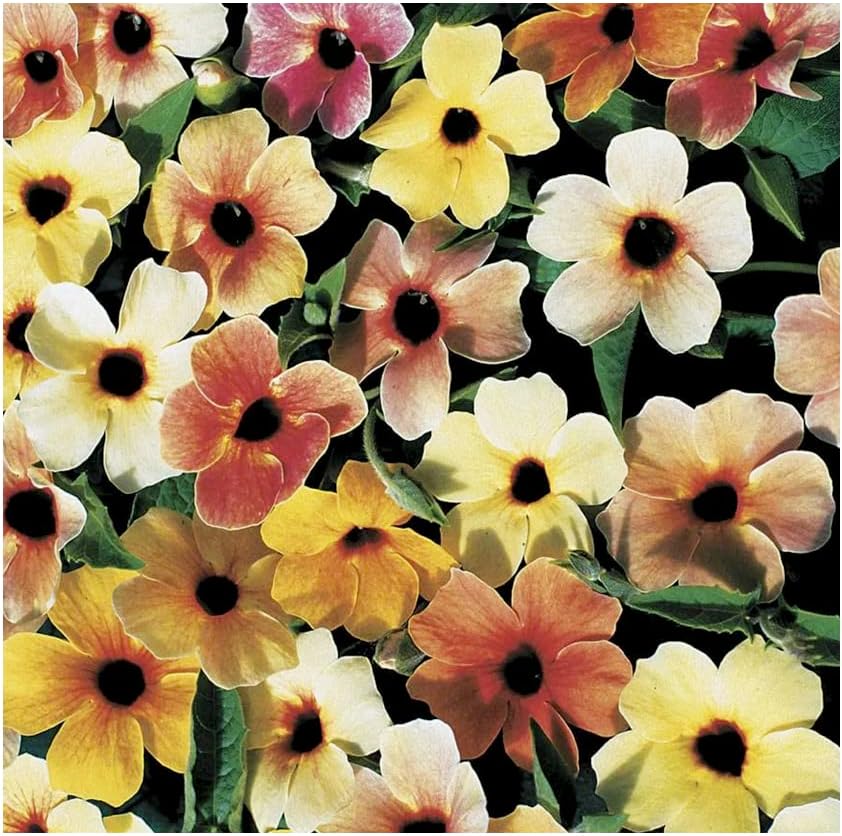 Park Seed Sunrise Surprise – Semillas Susan de ojos negros, paquete de 2, 10 semillas en cada paquete