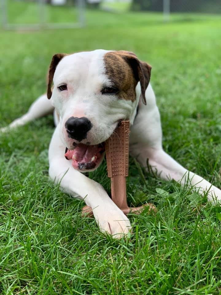 SPOT Bam-Bones Plus T Bone – Fibra de bambú y nailon, masticable duradero para perros masticadores agresivos – Juguete para perros y cachorros de
