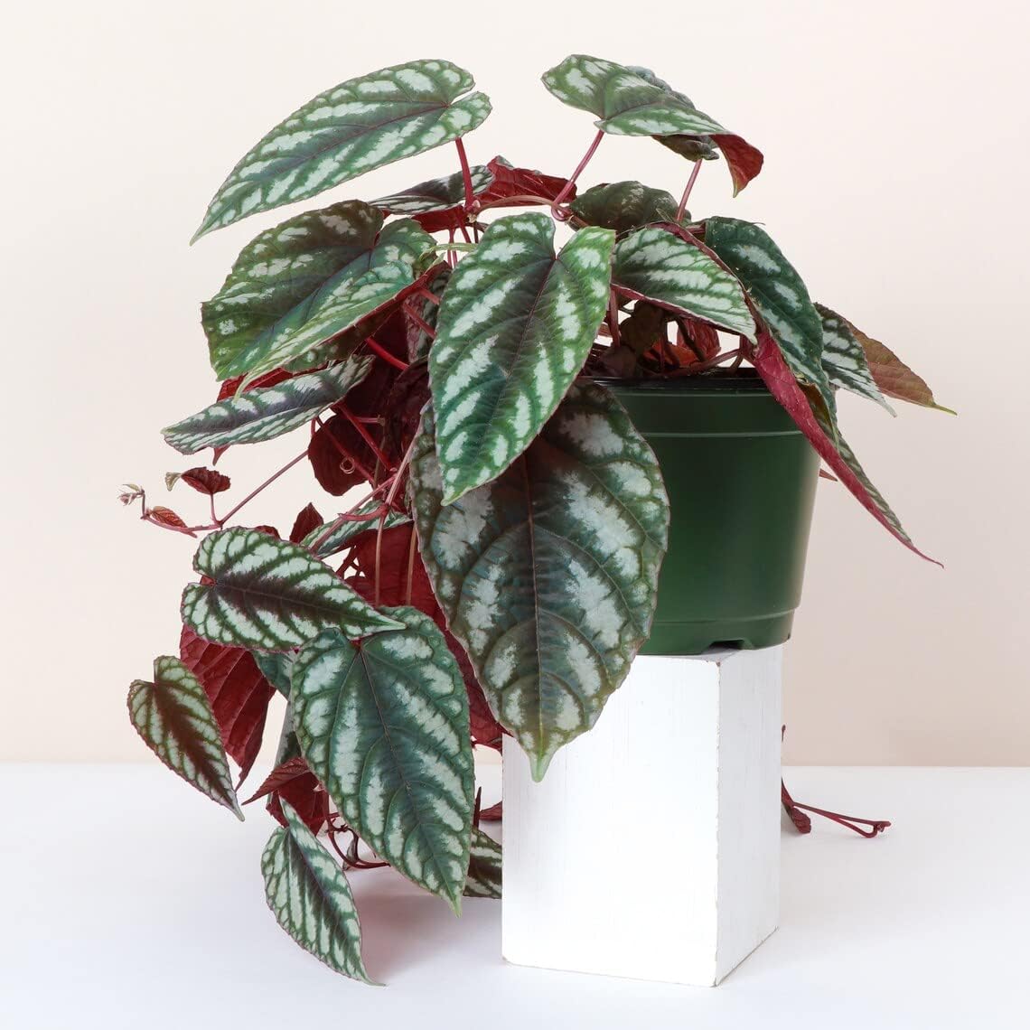 Thorsen’s Greenhouse Live Cissus Discolor, Rex Begonia Vine, planta viva para interiores, 6 pulgadas de diámetro