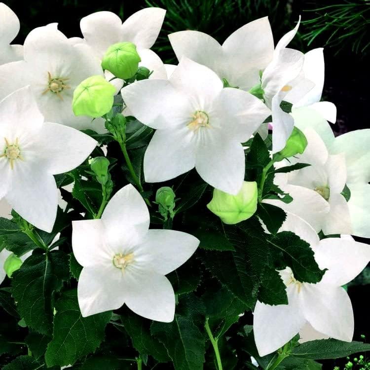 Mezcla de semillas de flores de globo blanco y azul campanilla japonesa 100 semillas para plantar