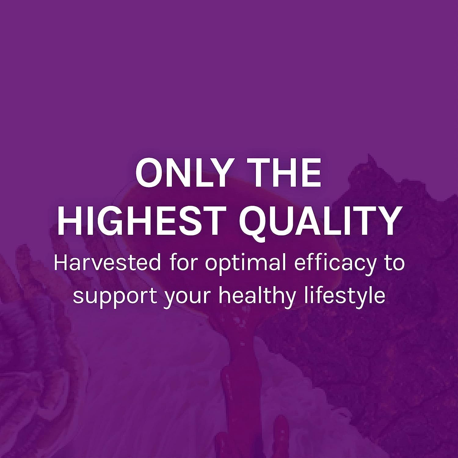 Host Defense, MyCommunity Extract, apoyo inmunológico avanzado, suplemento de hongos con melena de león y reishi, liso, 1 onza líquida