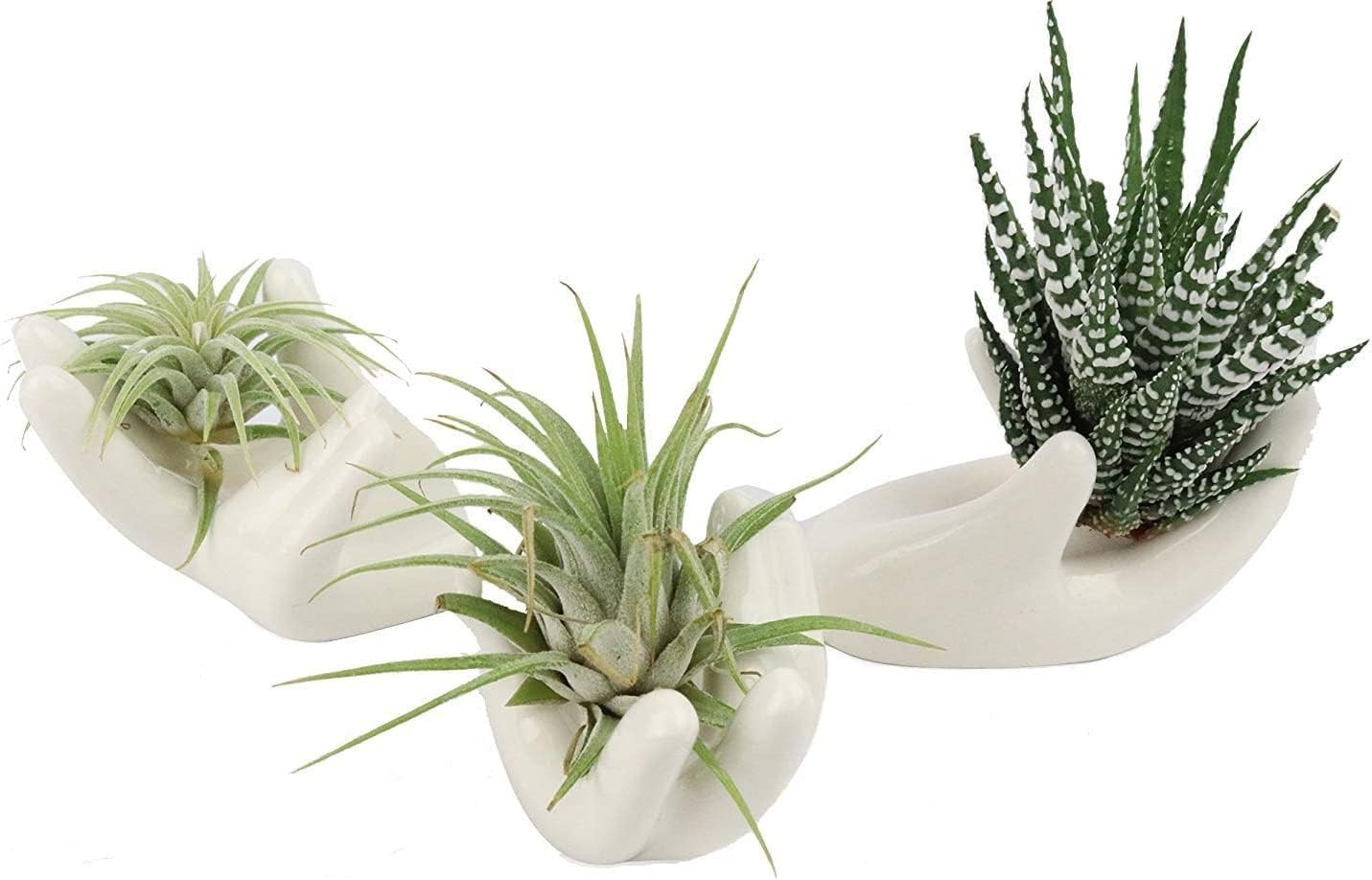 Soporte para plantas de aire, bonito recipiente de cerámica para plantas de aire Tillandsia para suculentas, decoración del hogar para estante de