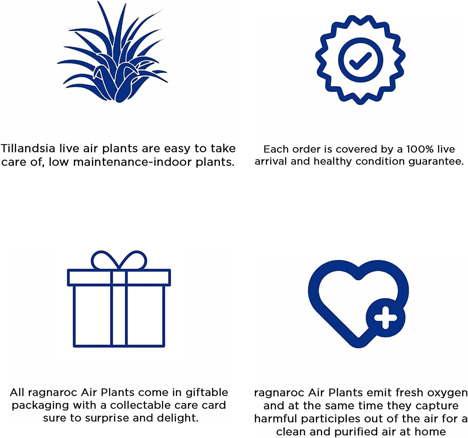 Planta de aire vivo  Tillandsia Xerographica Pup, regular 2-4 pulgadas  1 unidad  Ideal para regalos y regalos, plantas de interior vivas y plantas