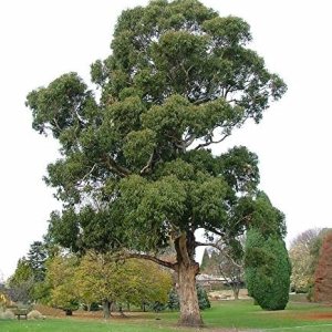 Heirloom 25 Semillas de flor de eucalipto globulus azul Tasmanian Heirloom 25 Semillas de flor de eucalipto globulus azul Tasmanian