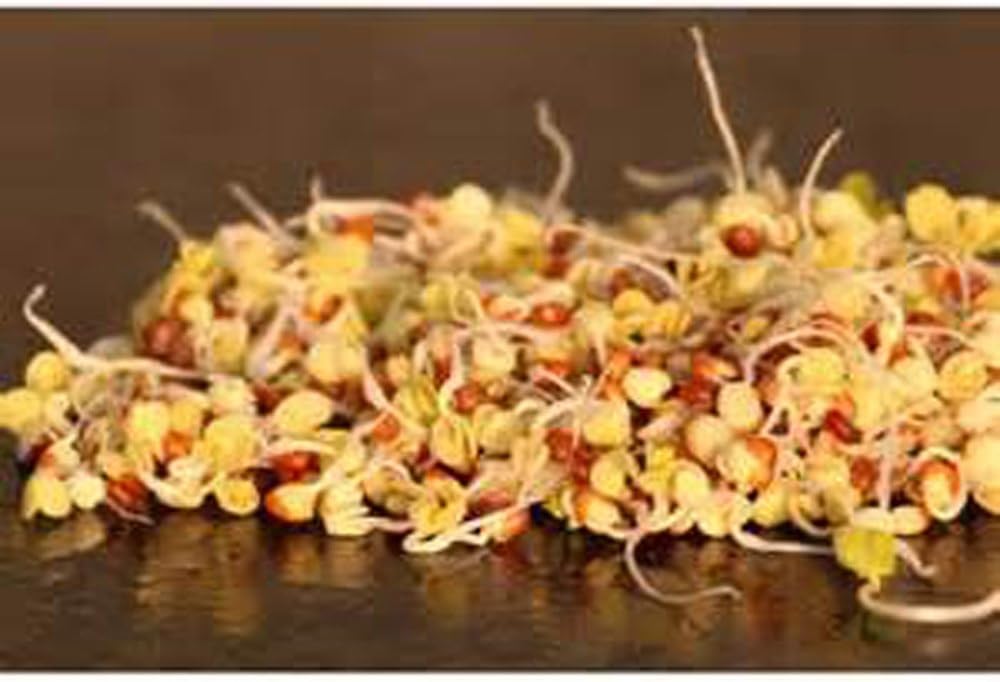 Rábano, Microverde, brotando, 6 onzas, sin OMG – Country Creek LLC Brand – Alta germinación de brotes – Semillas comestibles, jardinería,