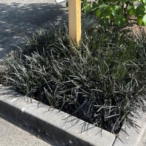 15 plantas de césped decorativas Black Mondo 15 plantas de césped decorativas Black Mondo