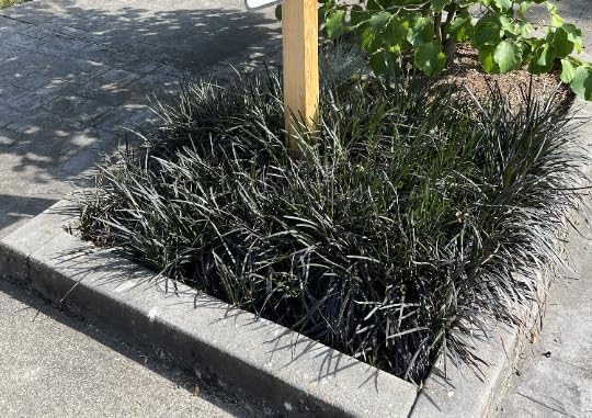 15 plantas de césped decorativas Black Mondo