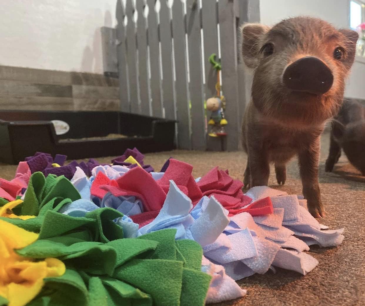 AZ Micro Mini Pigs Alfombra de juego colorida para olfatear, parte trasera antideslizante, muchos lugares para ocultar golosinas, 18 x 20 pulgadas
