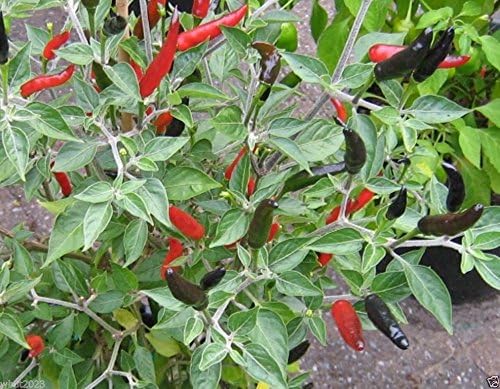 10 Semillas de Pimienta de Malezas de Cobra A.k.a.Goat’s Black Cobra  Capsicum AnnuumHeirloom Variedad