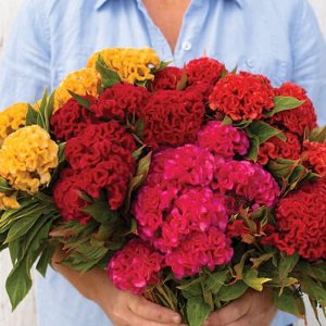 Flower Celosia Chief Mix FBA-4114 (Multi) 100 semillas de reliquia sin OMG, semillas tradicionales Flower Celosia Chief Mix FBA-4114 (Multi) 100 semillas de reliquia sin OMG, semillas tradicionales