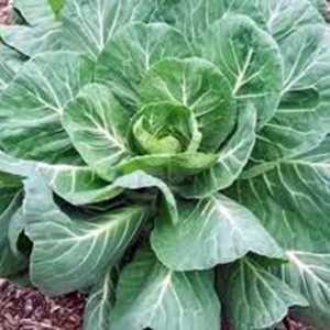Collard Greens Seeds, Georgia Southern, Heirloom, 200 semillas, sin transgénicos Collard Greens Seeds, Georgia Southern, Heirloom, 200 semillas, sin transgénicos