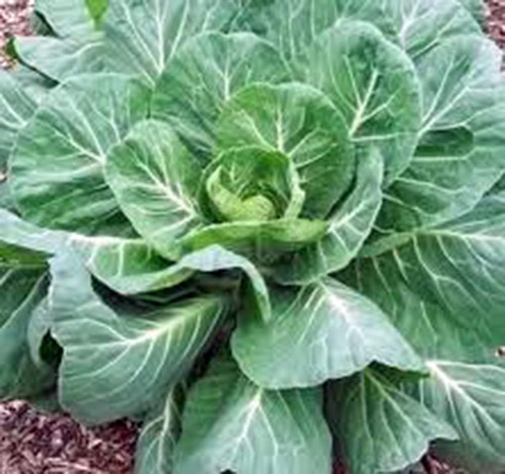 Collard Greens Seeds, Georgia Southern, Heirloom, 200 semillas, sin transgénicos