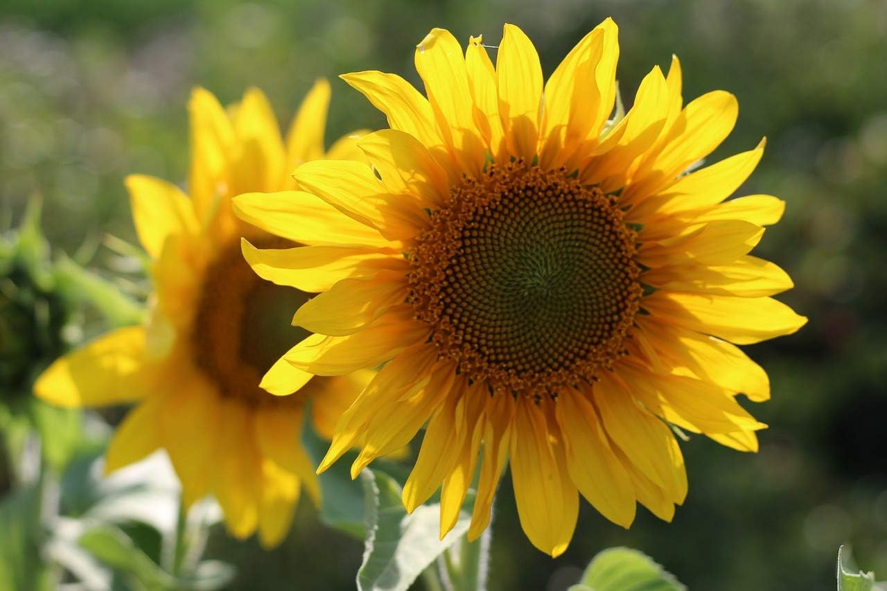 CEMEHA SEEDS – Flores anuales de titanes ornamentales gigantes de girasol amarillo para plantar