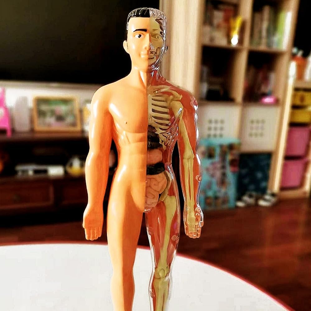 Modelo de torso de cuerpo humano 3D para niños, modelo de anatomía de niños, modelo de Skelton humano anatómico científico con piezas extraíbles,